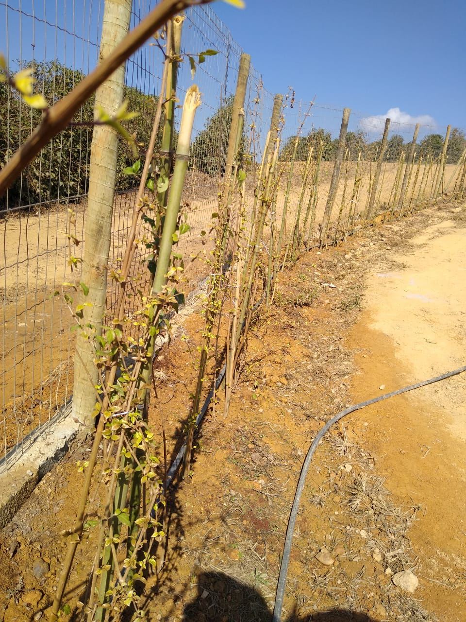 Serginho e Chinho Serviços de Prestação de Jardinagem em Geral